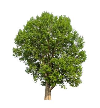 Tree that are isolated on a white background are suitable for both printing and web pages photo