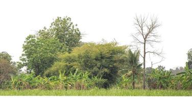 Forest and foliage in summer isolated on white background photo