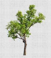 Trees that are isolated on a transparent  background are suitable for both printing and web pages photo