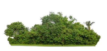 Green trees isolated on white background. forest and leaves in summer rows of trees and bushes photo