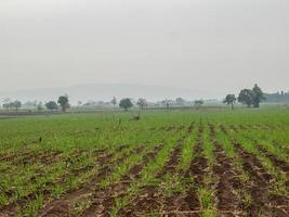 Sugarcane plantations,the agriculture tropical plant in Thailand. photo