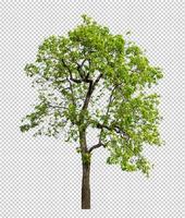 los árboles que están aislados en un fondo transparente son adecuados tanto para la impresión como para las páginas web foto
