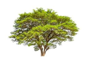 Tree that are isolated on a white background are suitable for both printing and web pages photo