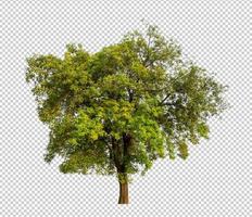 los árboles que están aislados en un fondo transparente son adecuados tanto para la impresión como para las páginas web foto