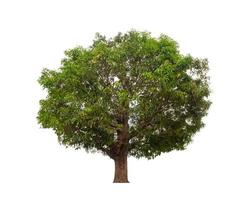 Tree that are isolated on a white background are suitable for both printing and web pages photo