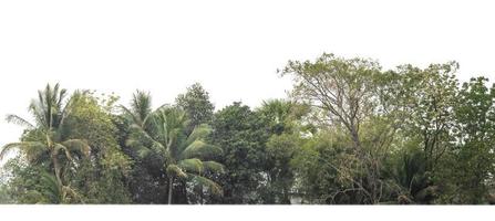 Green Trees isolated on white background.are Forest and foliage in summer for both printing and web pageswith cut path and alpha channel photo