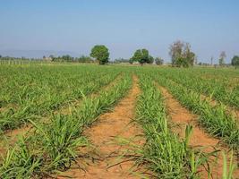 plantaciones de caña de azúcar, la planta tropical agrícola en tailandia. foto