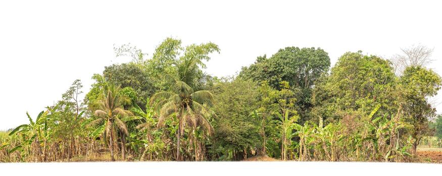 Green Trees isolated on white background.are Forest and foliage in summer for both printing and web pageswith cut path and alpha channel photo
