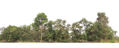 Green Trees isolated on white background.are Forest and foliage in summer for both printing and web pageswith cut path and alpha channel photo