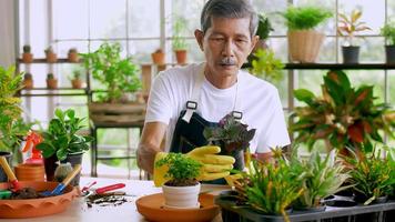 Happy senior gardener man taking care of his plants in greenhouse. photo