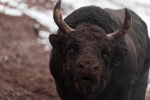 A big black bull stabs its horns into the snowy ground and trains to fight in the arena. The concept of bullfighting. Selective focus photo