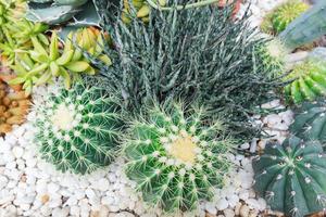 Close-up shot of a round green cactus in a garden surrounded by white stones.flat lay,top-view,top-down. photo
