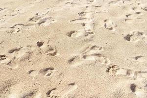 Footprints in the sand at the sea photo