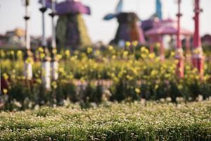 Dubai miracle garden photo