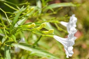 white Mexican Bluebell blooming beauty nature in garden photo