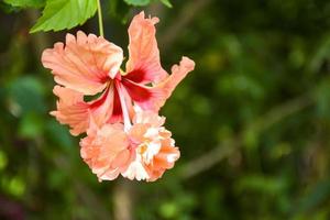 red Hibiscus flower blooming in garden soft blur and light bokeh. photo