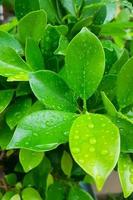 hoja de árbol verde con gotas de lluvia. foto