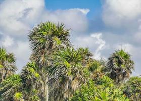 palmeras tropicales cocos cielo azul en tulum mexico. foto