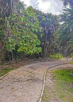 Tropical natural jungle forest palm trees Tulum Mayan ruins Mexico. photo