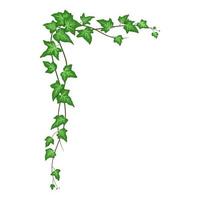 Ivy corner isolated on white background, climbing vine with green leaves. Vector cartoon creeper