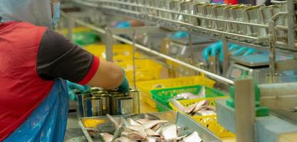 trabajador que trabaja en la fábrica de alimentos enlatados. industria de alimentos. fábrica de conservas de pescado. trabajador llena sardina en una lata. trabajador en la línea de producción de procesamiento de alimentos. industria de fabricación de alimentos. sardinas en bandejas. foto