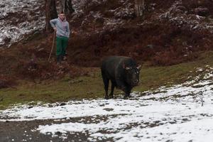 A man who training a bull on a snowy meadow and preparing him for a fight in the arena. Bullfighting concept. Selective focus photo