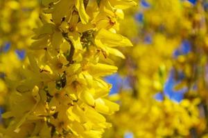forsythia un hermoso arbusto primaveral con flores amarillas alemania. foto