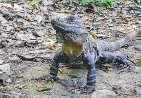 Iguana on ground Tulum ruins Mayan site temple pyramids Mexico. photo