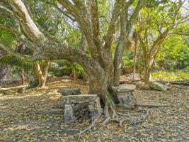 Tropical natural jungle forest palm trees Tulum Mayan ruins Mexico. photo