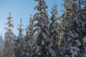 fondo de bosque de pinos cubierto de nieve fresca foto