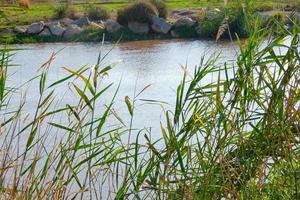 vegetation on the river bank during the summer season photo