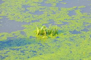 stagnant water, wetlands in close proximity to a river, vegetation photo