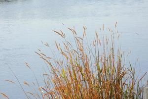 vegetation on the river bank during the summer season photo