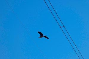 big bird flying under the blue sky photo