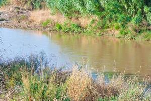 vegetation in the vicinity of a river, dry grasses photo