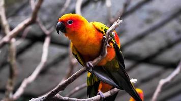 Sun conure birds holding branches in the zoo. photo