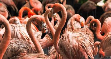 grupo de flamencos parados juntos en el parque. foto