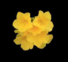 saúco amarillo o arbusto de trompeta o flor de trompeta o flor de trompeta amarilla o flores de arbusto de trompeta amarillas. primer plano ramo de flores amarillas aislado sobre fondo negro. el lado de la flor exótica. foto