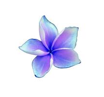 Plumeria or Frangipani flower. Close up blue-purple single plumeria flower isolated on white background. photo