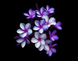 Plumeria or Frangipani flower. Close up exotic blue-purple flower bouquet isolated on black background. Top view flower bunch. photo