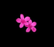 Cotton leaved jatropha or Peregrina or Spicy jatropha flower. Close up pink-purple exotic flower bouquet isolated on black background. Top view of small flower bunch. photo