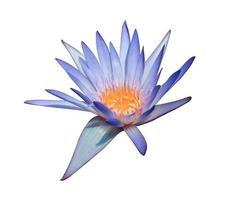 nymphaea o nenúfar o flores de loto. primer plano flor de loto azul-púrpura aislada sobre fondo blanco. el lado del nenúfar. foto