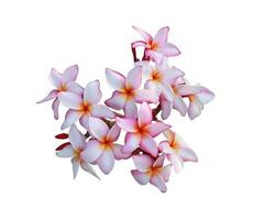 Plumeria or Frangipani or Temple tree flowers. Close up pink-white plumeria flower bouquet isolated on white background. Top view pink-purple flowers bunch. photo