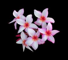 plumeria o frangipani o flores del árbol del templo. primer plano ramo de flores de plumeria rosa-blanco aislado sobre fondo negro. vista superior ramo de flores de color rosa-púrpura. foto