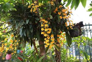 dendrobium lindleyi o flor de dendrobium. cierre el ramo de flores de orquídeas amarillas en el árbol en el jardín con la luz de la mañana. el lado del ramo de flores de orquídeas. foto