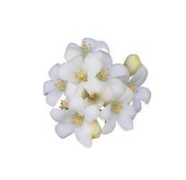 Orange Jasmine or Murraya paniculata flowers. Close up white exotic flowers bouquet on green leaf isolated on white background. Top view flower bunch. photo