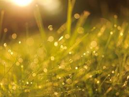 grass with dew drops photo