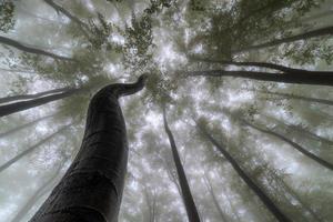 Summertime trees crown photo