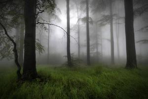 Summer beech forest photo