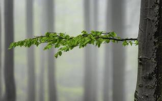 Spring beech tree with leaves photo